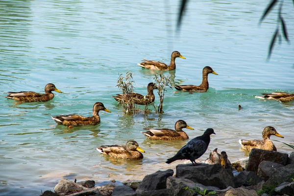 Ördekler gölette yüzer.