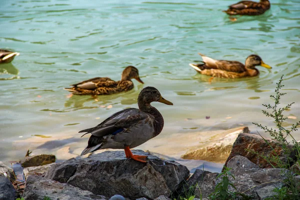 Göl kıyısındaki vahşi ördek, Drake.