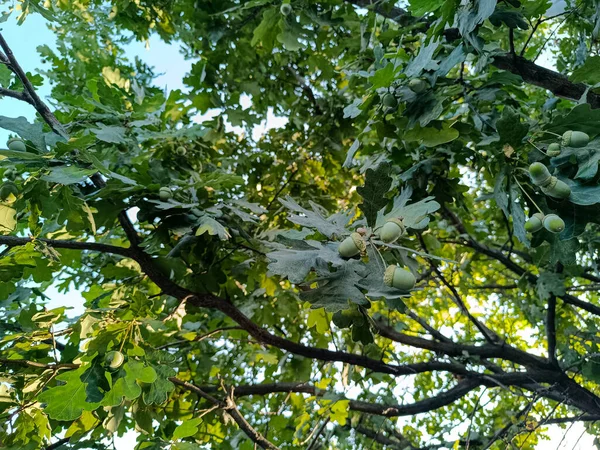 Meşe dalında yeşil meşe palamutları