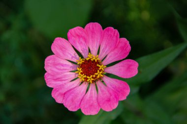 Güzel pembe zinnia çiçeği