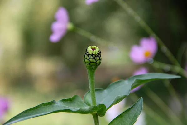 Patlamamış güzel zinnia çiçeği tomurcuğu