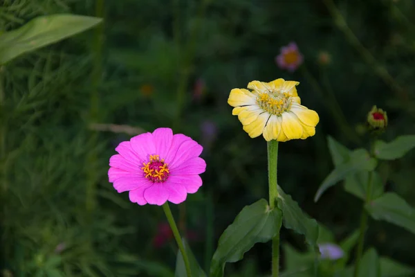 Bahçedeki güzel çiçekler, bitki örtüsü, zinya çiçekleri. 