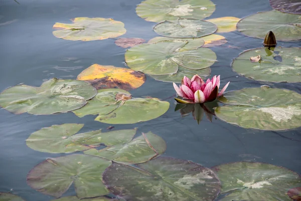 Eylül ayında sonbaharda nilüferler