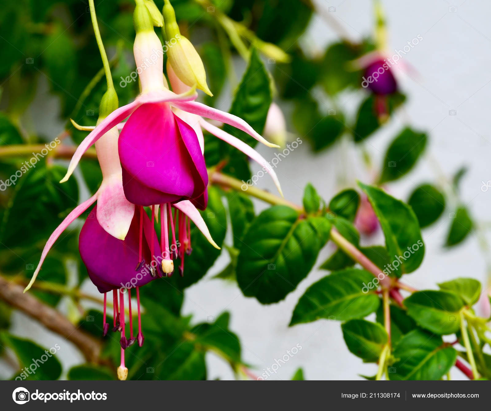 Blooming Fuchsia Magellanica Tropical Garden Tenerife Canary Islands Sunny Day Stock Photo C Severinova 211308174