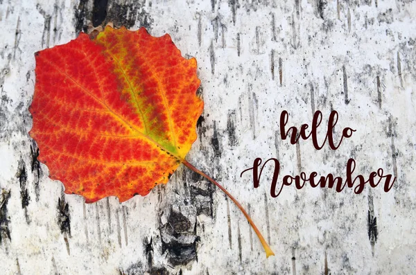 Hello November.Colorful aspen tree leaf on a white birch tree bark background.Fall season concept.Selective focus.