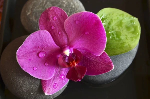 Pink orchid flower on zen stones with water drops.Phalaenopsis on a black background. Spa,aromatherapy or healthcare concept. Selective focus.