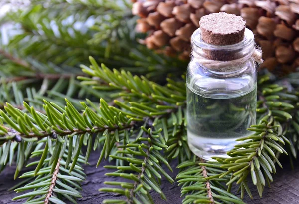 Fir needle essential oil in a glass bottle and green coniferous tree branches with cones.Spruce aroma oil for spa,aromatherapy and bodycare.Selective focus.