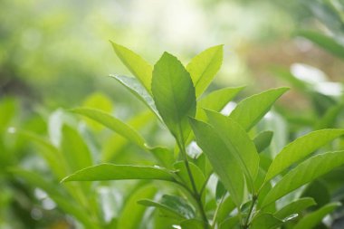 İlkbaharda taze yeşil yapraklar üzerinde hafif ışıklandırma