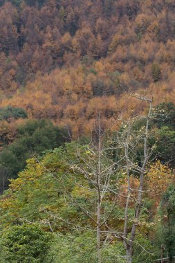 Sonbahar Konsepti, Yapraklar yeşilden sarıya ve kırmızıya dönüşüyor