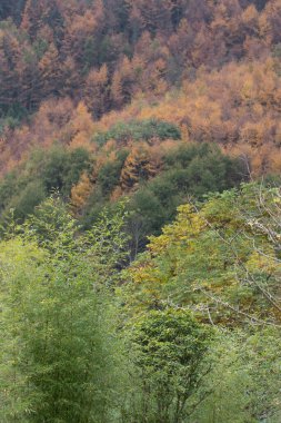 Sonbahar Konsepti, Yapraklar yeşilden sarıya ve kırmızıya dönüşüyor