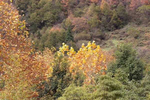 Sonbahar Konsepti, Yapraklar yeşilden sarıya ve kırmızıya dönüşüyor