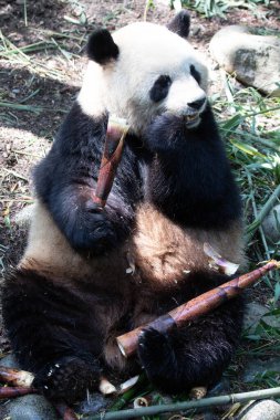 Mutlu Panda Yeme Bambu Atışı, Chengdu Panda Üssü, Çin