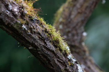Ağacın dallarındaki yosun ve Lichens desenlerini kapatın.
