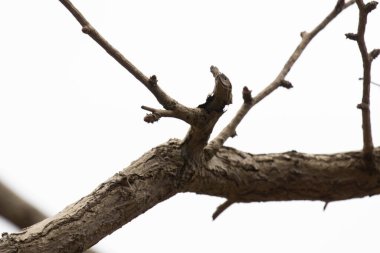 Sonbahar Konsepti, arka plan için bulutlu gökyüzü olan Yapraksız Ağaçları kapat