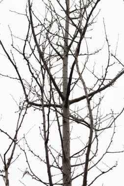 Sonbahar Konsepti, arka plan için bulutlu gökyüzü olan Yapraksız Ağaçları kapat