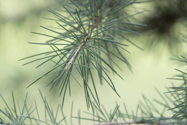 Noel kavramı, farklı yönlere uzanan uzun ve ince yeşil iğnelerden oluşan bir çam ağacı dalının detaylı görüntüsü.