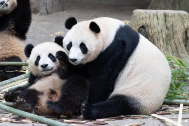 Aile portresi, Anne panda, Rui Rrui ve Yavrusu, Panda Cenneti, Çin