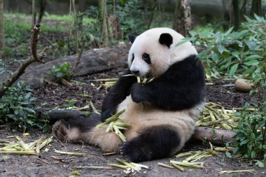 Şirin Panda He Hua namı diğer Hua Hua Chengdu Panda Üssü, Çin