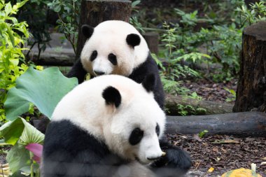 He hua ve He Ye doğum gününde, Chengdu Panda Üssü