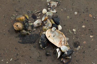 Kabuk, Wadden Denizi, düşük tide