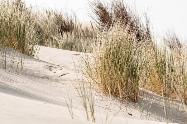 모래, 모래 언덕 잔디, 모래 언덕 풍경 — 스톡 사진
