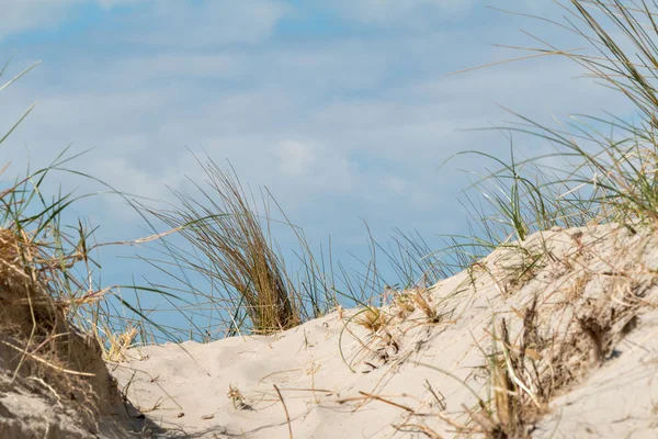 Dune, dune fű, dűnés tájon — Stock Fotó