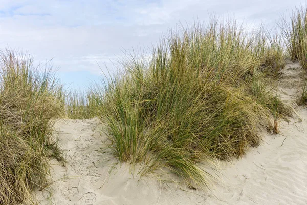 Düne, Dünengras, Dünenlandschaft — Stockfoto