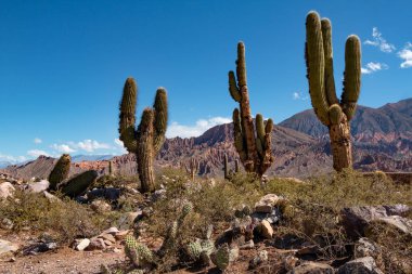 Card n en los andes de Tilcara, Arjantin