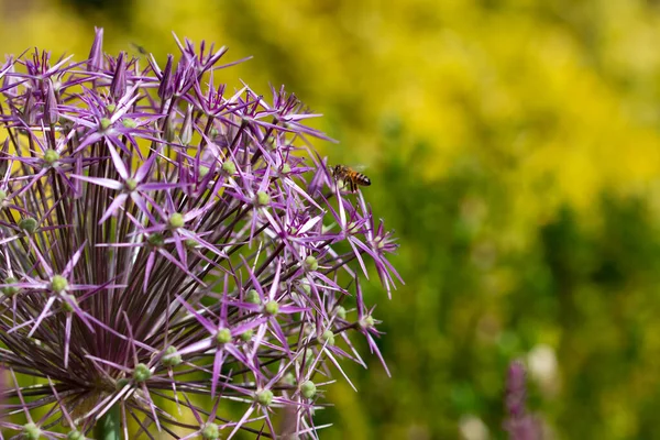 Primer Plano Una Flor Alium Púrpura —  Fotos de Stock