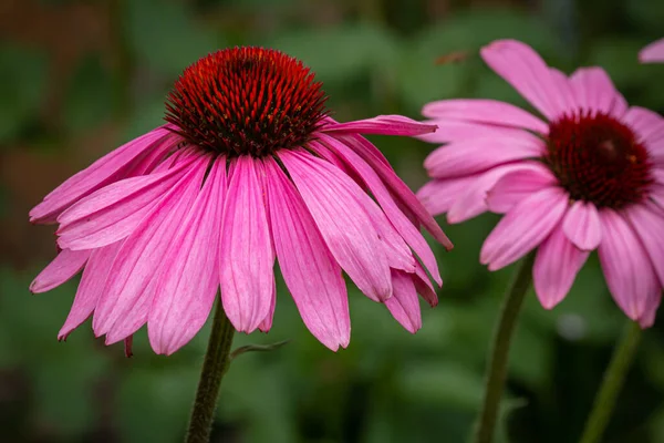 Ekinezya Angustifolia Çiçek Açan Pembe Çiçek — Stok fotoğraf