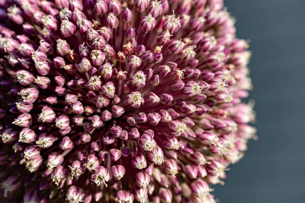 Primer Plano Una Flor Alium Púrpura —  Fotos de Stock