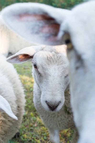 Genç koyun yakın çekim