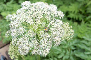 Bahçe Angelica çiçeği bumble bee üstünde o ile