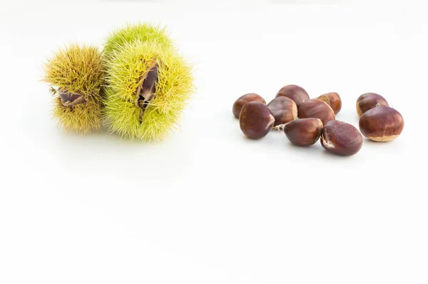  Yenilebilir tatlı kestane, Castanea sativa