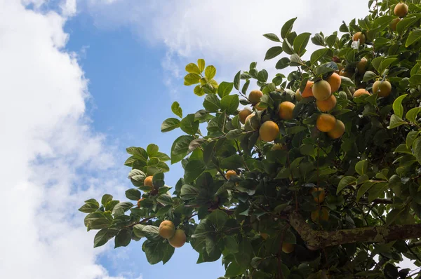 Trabzon hurması ağacının Diospyros kaki mavi gökyüzü üzerinde
