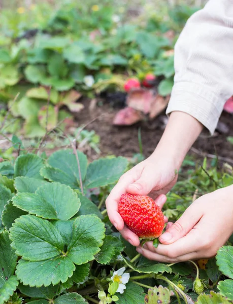 Bir çocuk bir tanesi onun elinde tutan organik çilek, toplama