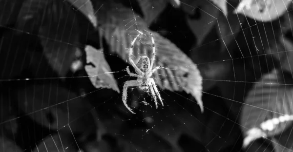 Örümcek Araneus diadematus ağıyla. Siyah beyaz fotoğraf.