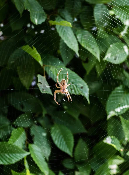 Örümcek Araneus ağındaki diadematus