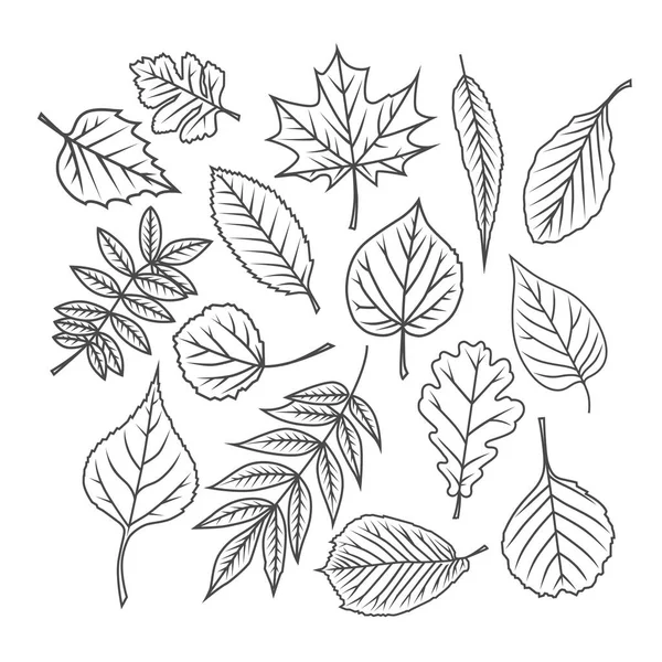 Tree leaves. Vector illustration. — Stock Photo, Image