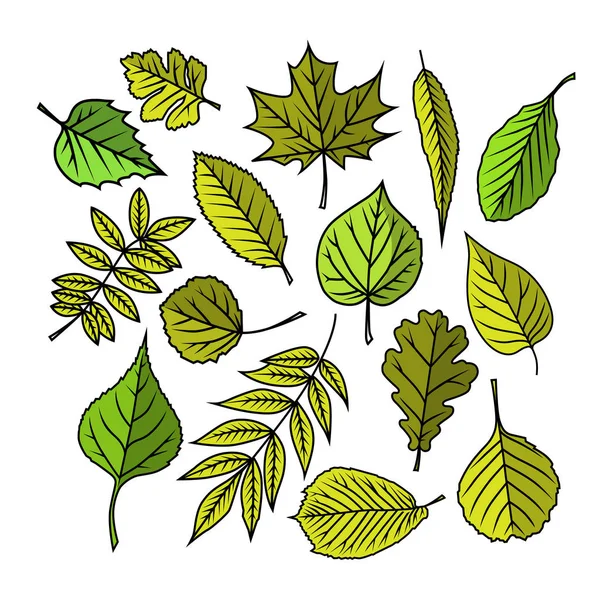 Folhas de árvores. Ilustrações coloridas . — Vetor de Stock
