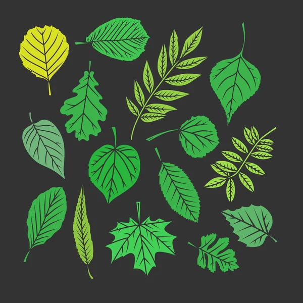 Feuilles d'arbre. Illustrations colorées . — Image vectorielle