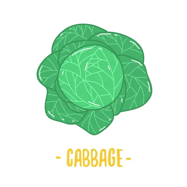 Cabbage with big bright green leaves. Fresh and healthy food. Vegetarian nutrition. Organic ingredient for salad. Flat vector icon. — Stock Vector