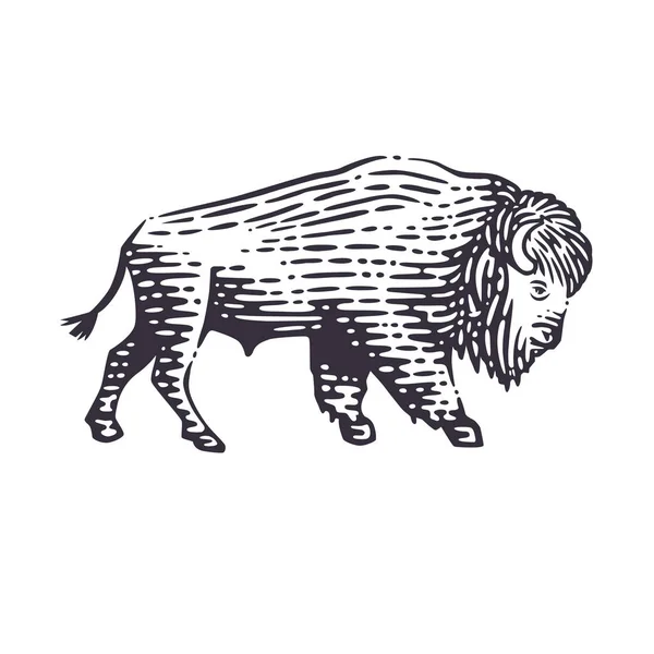 Ilustração vetorial do bisonte . —  Vetores de Stock