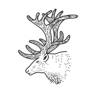 Güzel geyik tasviri.