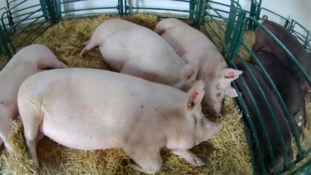 Zemědělství Průmysl Zemědělství Chov Zvířat Koncept Farma Prasat — Stock video