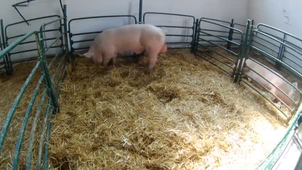 Landwirtschaft Landwirtschaft Und Tierhaltung Schweinezucht — Stockvideo