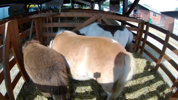Лошади Пони — стоковое видео