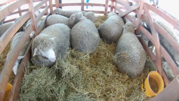 小さな納屋でいくつかの羊 — ストック動画