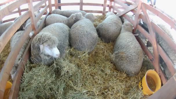 Several Sheeps Small Barn — Stock Video