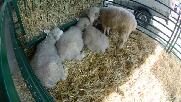 Several Sheeps Small Barn — Stock Video
